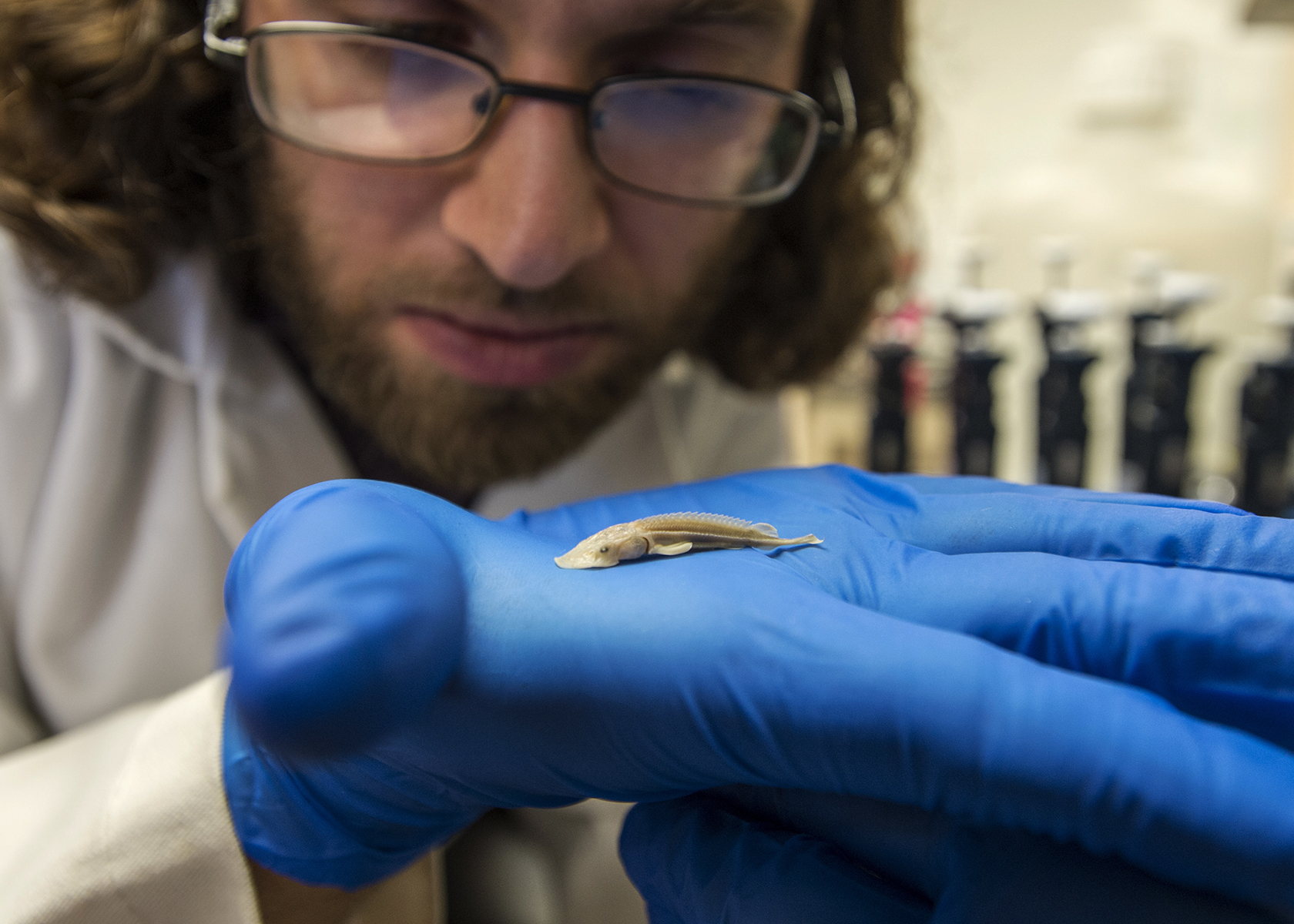 Kevin Kingsland, a doctoral student in zoology, examines a tiny shovelnose sturgeon